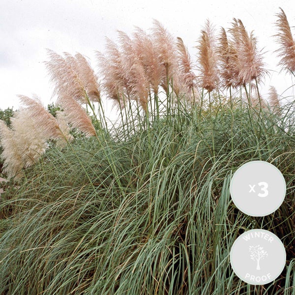 Bloomique - 3er-Set - Cortaderia Rosea - Rosa Pampasgras - Ziergras - Winterhart - Höhe 20-30 cm - Topf 9 cm