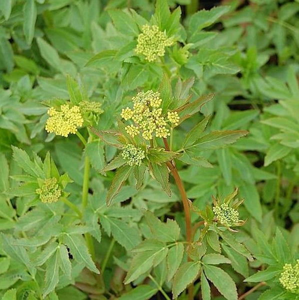 Nahaufnahme von Engelwurz mit Blättern und gelben Blüten