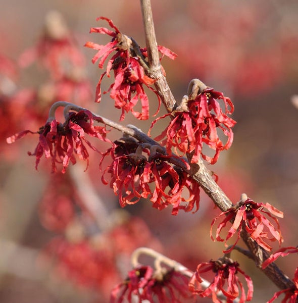Nahaufnahme eines Hamamelisstrauchs mit roten Blüten
