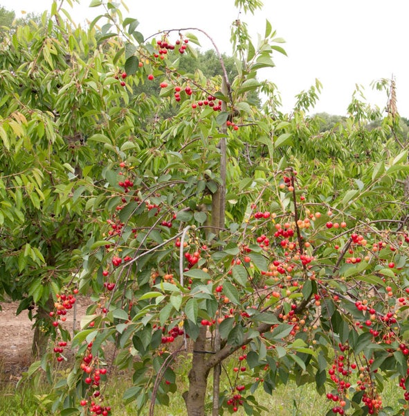 Kirschbaum mit reifen Kirschen