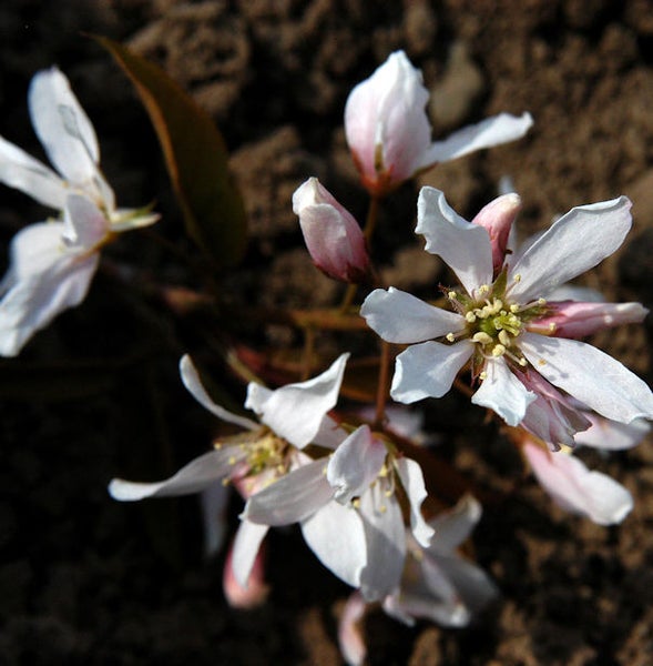Blüten der Felsenbirne im Detail