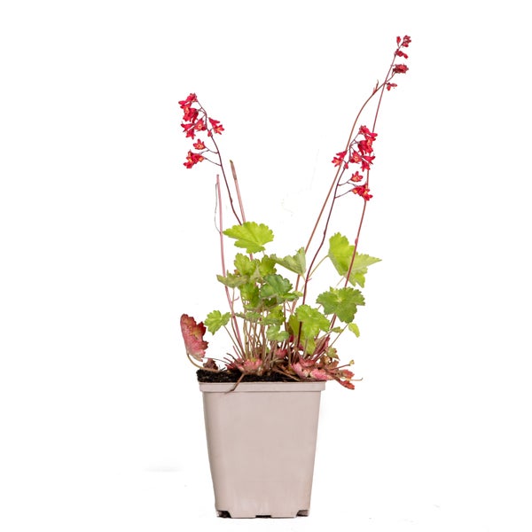 Detailaufnahme einer Bogenhanfpflanze.