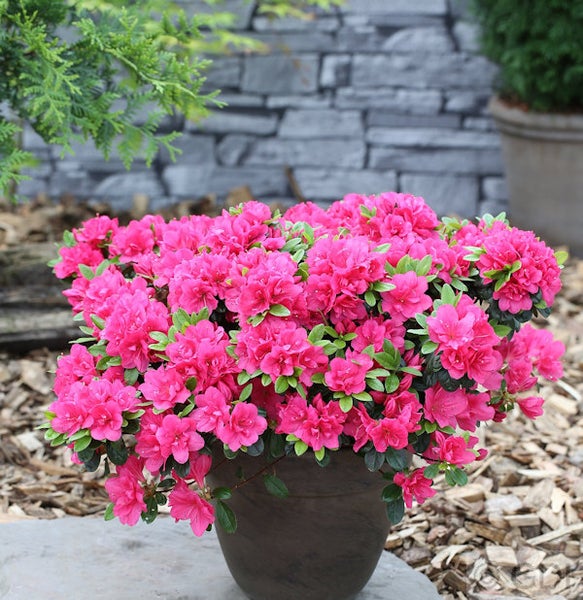 Azalee in einem Pflanzgefäß für den Außenbereich