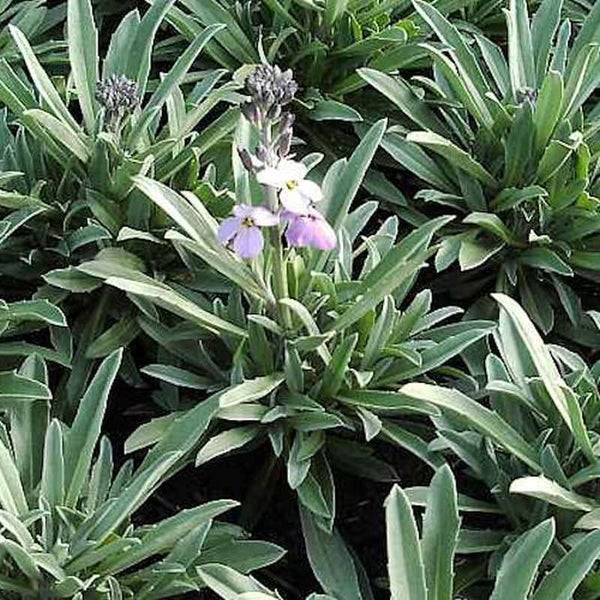 Nahaufnahme einer Blühenden Nachtviole im Garten.