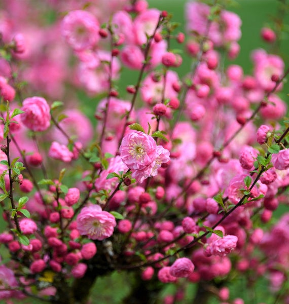 Blühender Zierstrauch mit rosa Blüten