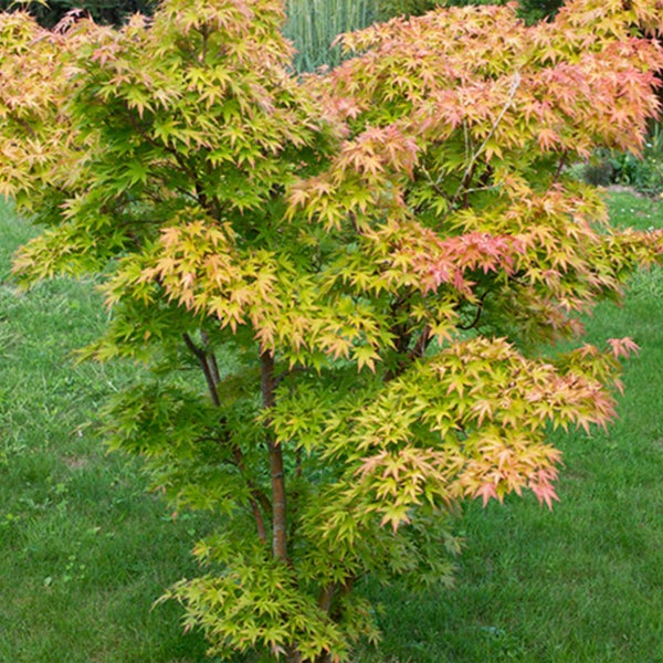 Bloomique - Acer Palmatum Orange Dream - Japanischer Ahorn - Orangefarbenes Laub - Gartenpflanzen - Winterhart - 40-50 cm Hoch - Topf 15 cm