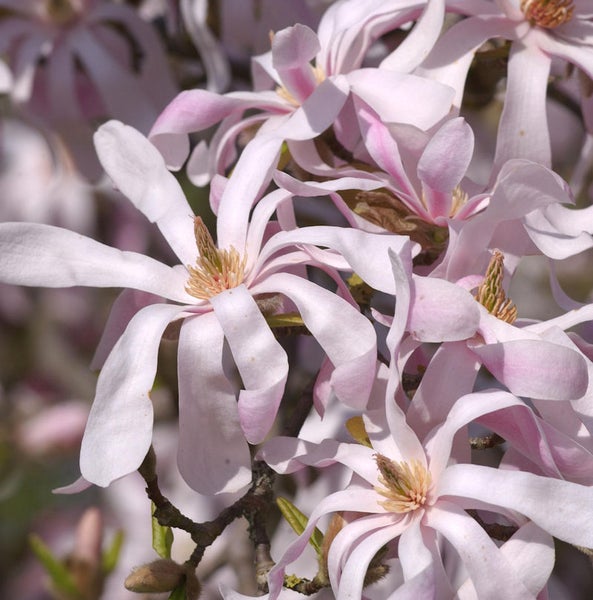 Sternmagnolie mit zahlreichen Blüten