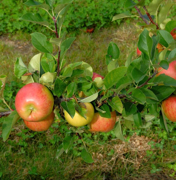 Apfelbaumast mit reifen Äpfeln und grünen Blättern
