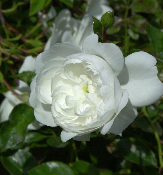 Nahaufnahme einer einzelnen weißen Rose