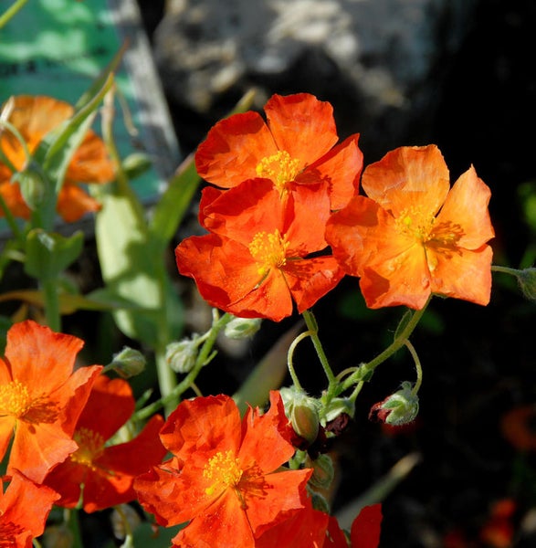 Sonnenröschen Pflanze mit Blüten