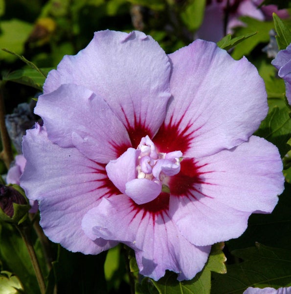 Nahaufnahme einer Hibiskusblüte