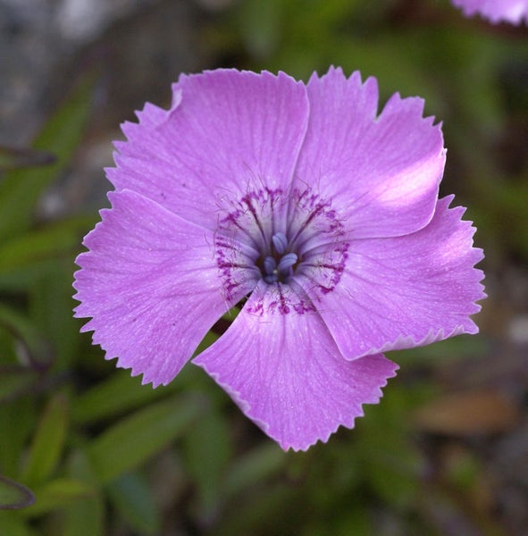 Nahaufnahme einer lila Nelkenblüte