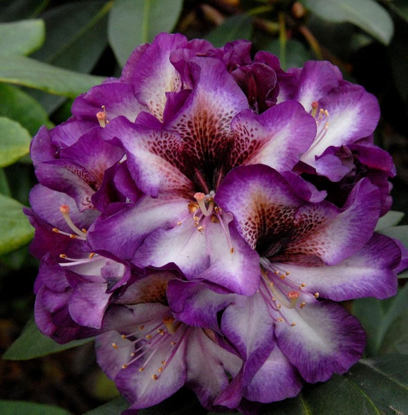 Blütenstand einer Rhododendron Pflanze