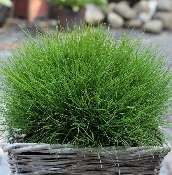 Büschel-Binse in einem geflochtenen Korb