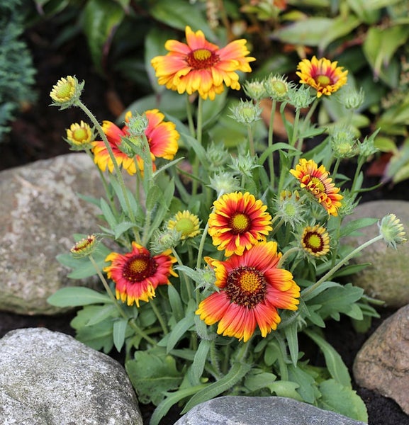 Blütenstand mit Kokardenblumen im Gartenbeet