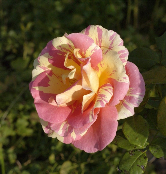 Nahaufnahme einer Rose mit gestreiften Blättern