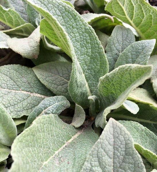 Nahaufnahme von Wollziestblättern