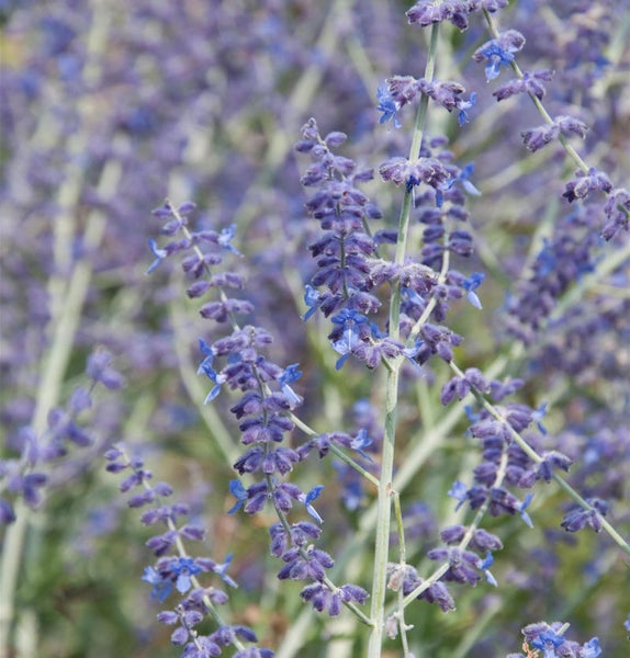 Nahaufnahme von Blauraute Blüten im Garten