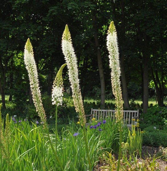 Nahaufnahme von hoch aufragenden Gartenfackeln in einem Beet mit Gras und anderen Pflanzen vor einem Wald