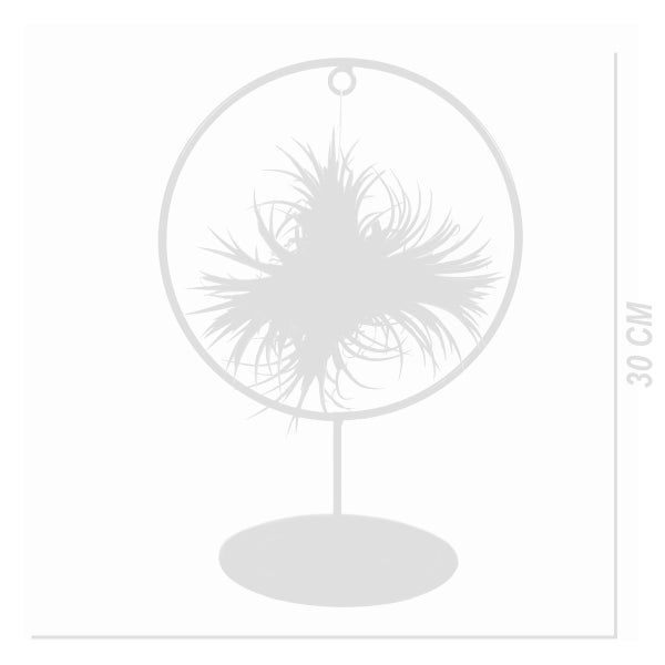 Bloomique - Tillandsia im Zierring - Zimmerpflanze - Luftpflanzen Echt - Tillandsien - Sehr Pflegeleicht - Höhe 30cm