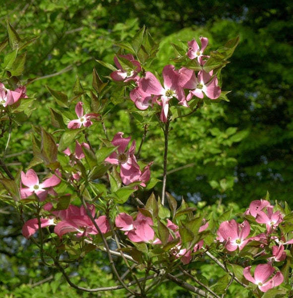 Blühender Blumenhartriegel mit rosa Blüten und grünen Blättern