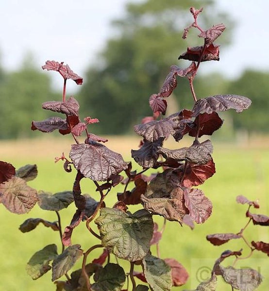 Blut-Hasel mit roten Blättern im Garten