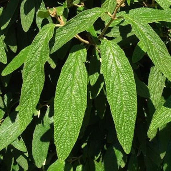 Detailaufnahme von Viburnum rhytidophyllum Blättern.