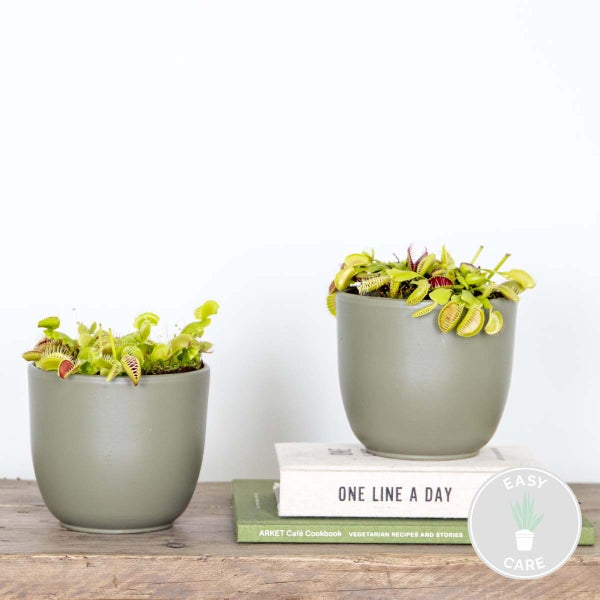 2x Dionaea Muscipula – Fleischfressende Pflanze – Pflegeleicht –⌀12 cm – ↕10-15 cm