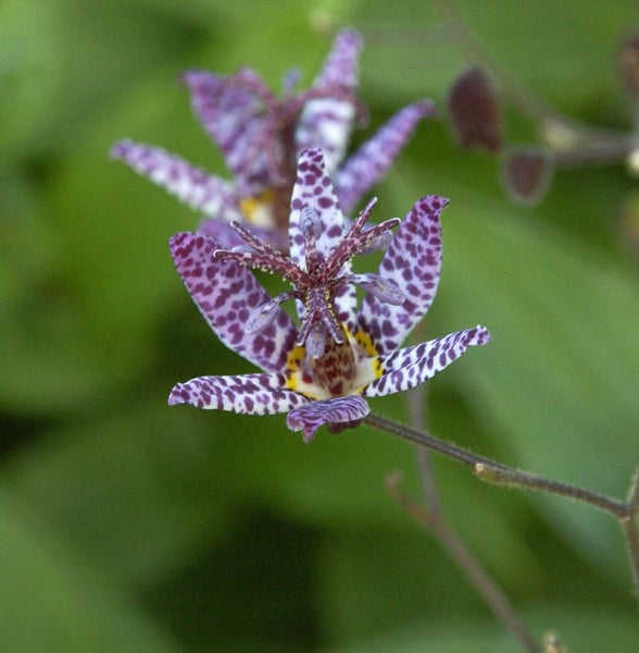 Nahaufnahme einer blühenden Krötenlilie mit gesprenkelten Blütenblättern.