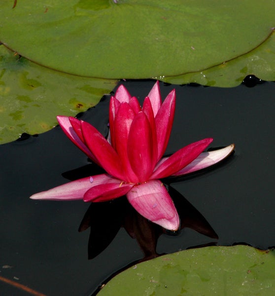 Rote Seerose auf dem Wasser mit grünen Blättern