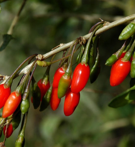 Zweig mit roten und grünen Goji-Beeren