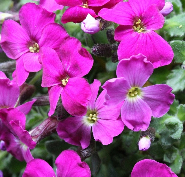 Blüten der Aubrieta im Detail