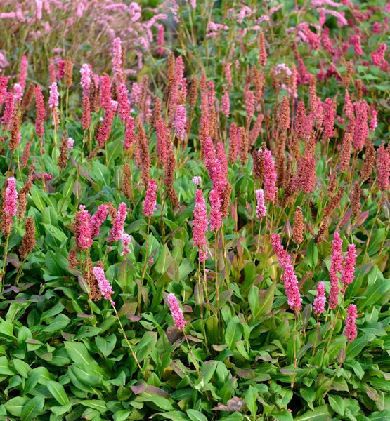 Wiesenknöterich Blumenbeet mit grünen Blättern und rosa Blüten