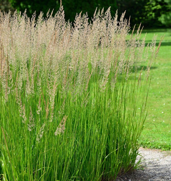 Pflanzenbüschel im Garten