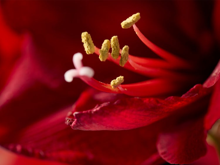 Bloomique – Amaryllis-Zwiebel in Wachs – rote Samtbeschichtung – Blumenzwiebel – keine Wasserblumen – Weihnachtsdekoration – 15–25 cm hoch bei Lieferung – wird bis zu 40–60 cm groß – 10 cm Durchmesser