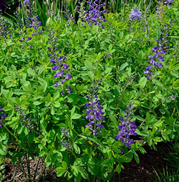 Baptisia Pflanze mit grünen Blättern und lila Blüten
