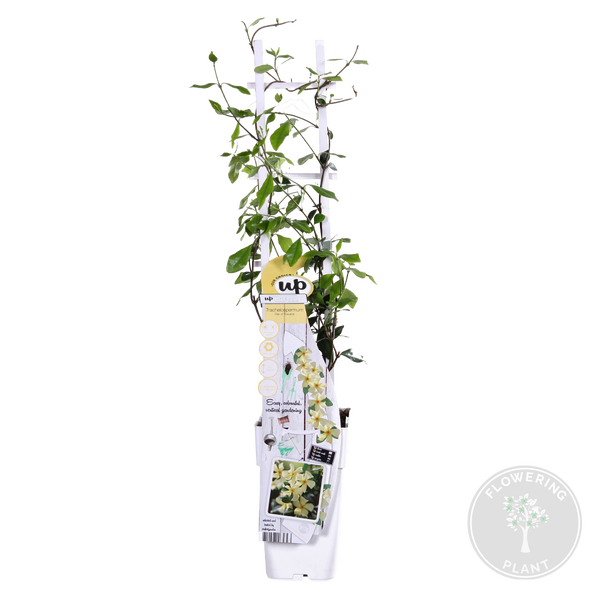 Bloomique - Trachelospermum Jasminoides - Toskanischer Jasmin - Gelb - Kletterpflanzen - Gartenpflanzen - Winterhart - Immergrün - 50-70 cm Hoch - Topf 15 cm