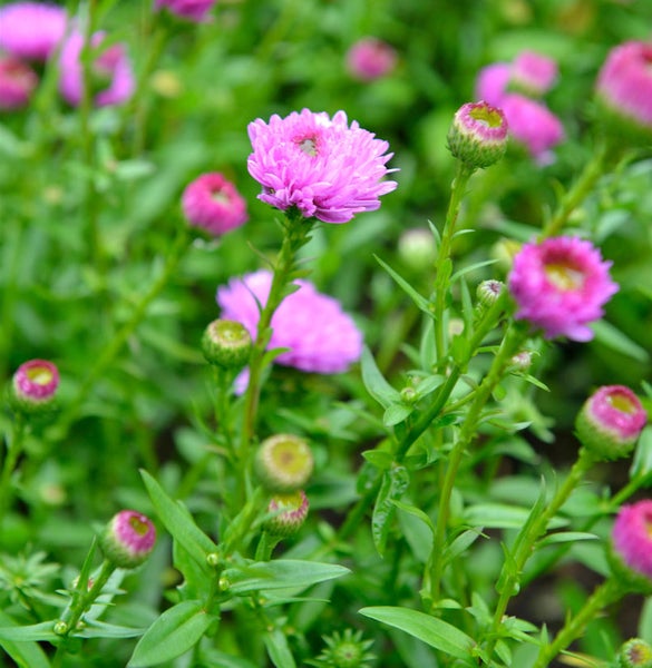 Nahaufnahme von großblütigen Herbstastern im Gartenbeet