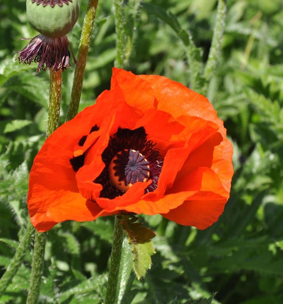 Nahaufnahme einer roten Mohnblume im Garten