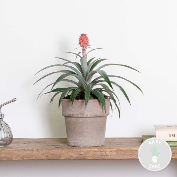 Bloomique - Ananas Rosita - Ananaspflanze - Anti-Schnarch-Pflanze - Zimmerpflanzen - Tierfreundlich - Luftreinigend - 30-40 cm Hoch - Topf 12 cm