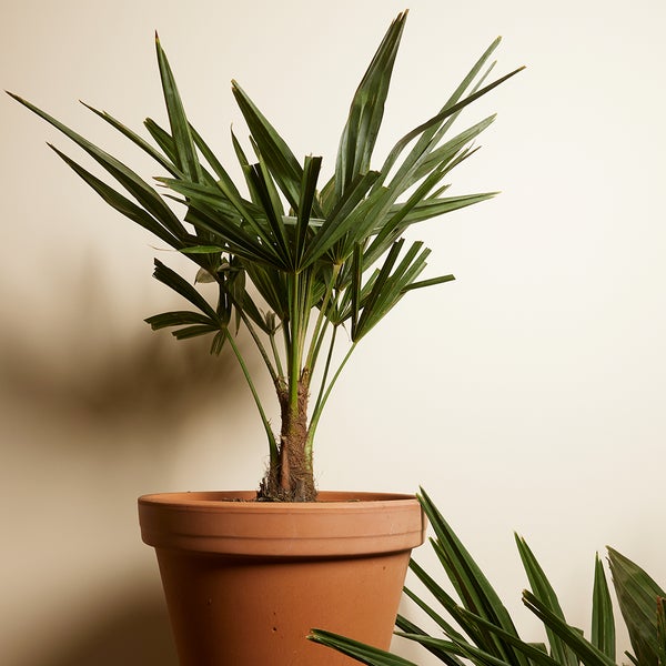 Bloomique - 2er Set - Trachycarpus Fortunei - Chinesische Hanfpalme - Palmen Winterhart Draußen - Höhe 50-60 cm - Topf 19 cm