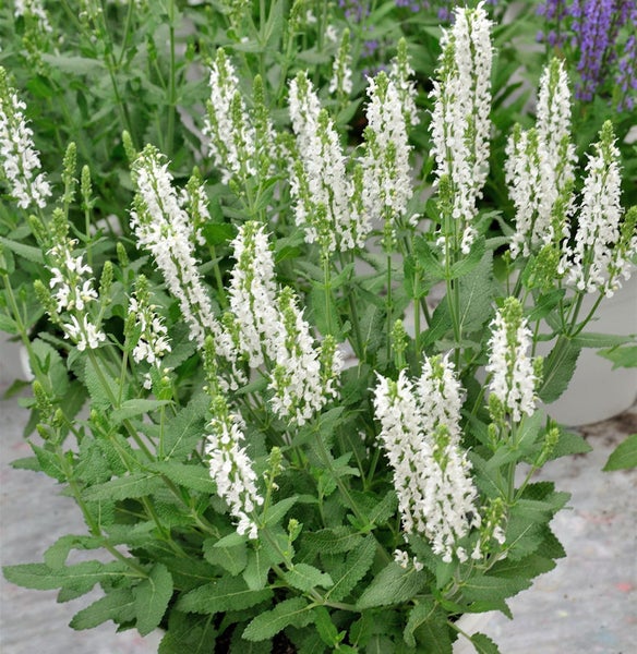 Salbei Pflanze mit weißen Blüten und grünen Blättern.