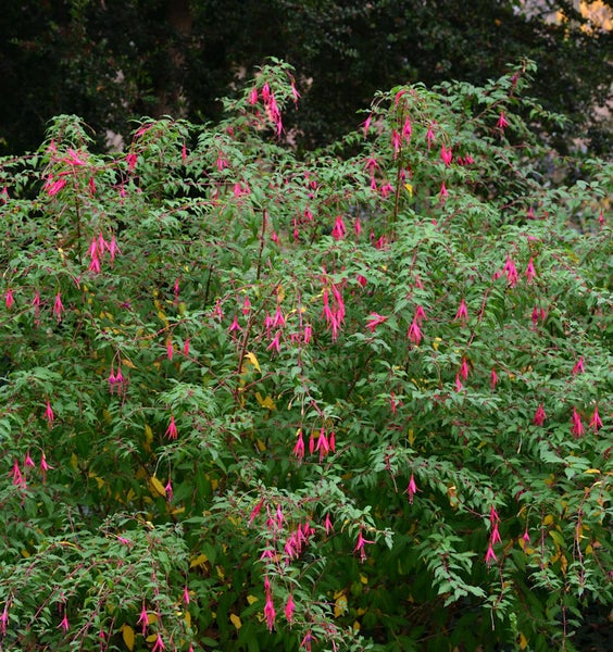 Fuchsienbusch mit grünen Blättern und pinkfarbenen Blüten