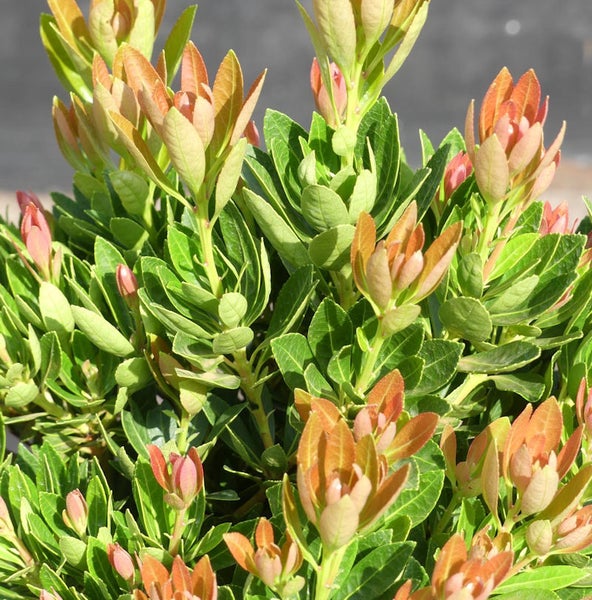 Immergrüne Heidepflanze mit grünen und kupferfarbenen Blättern.