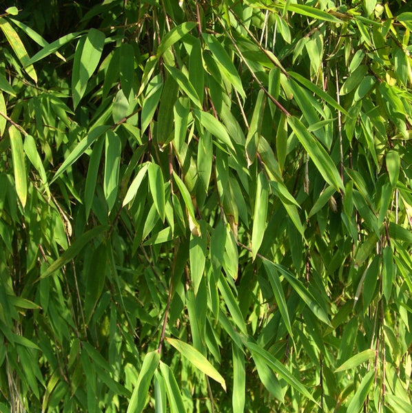 Nahaufnahme von Bambuspflanzen mit Blättern