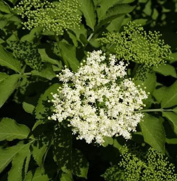 Blühender Holunderstrauch mit weißen Blüten und grünen Blättern