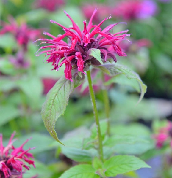 Monarda-Pflanze mit roter Blüte und grünen Blättern.