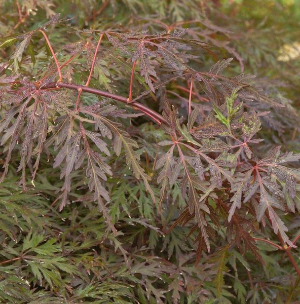 Japanischer Ahorn mit filigranen Blättern