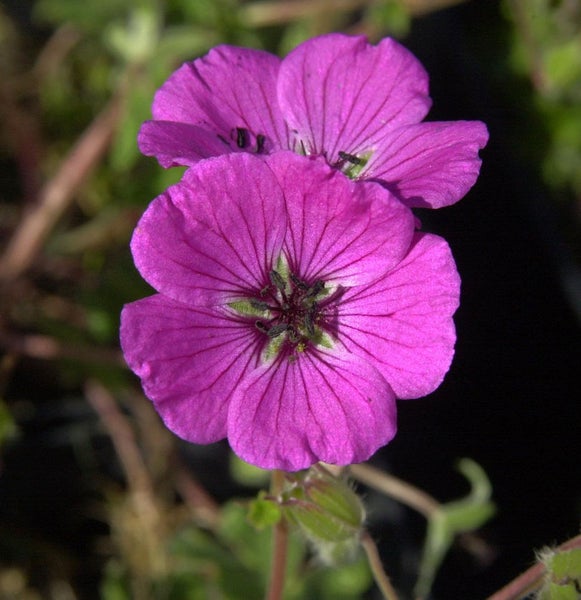 Nahaufnahme einer blühenden Storchschnabel Pflanze