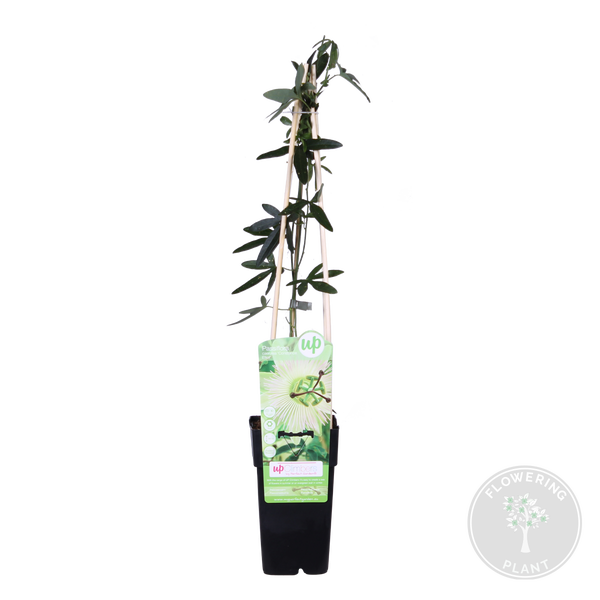 Bloomique - Passiflora Constance Elliot - Passionsblume - Weiß - Kletterpflanzen - Gartenpflanzen - Winterhart - 50-70 cm Hoch - Topf 15 cm